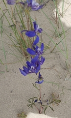 Delphinium nuttallianum