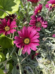 Dimorphotheca fruticosa