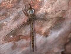 Gynacantha nourlangie