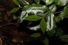 Atherospermataceae