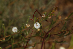 Acacia gonophylla