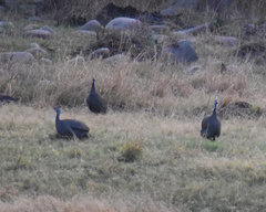 Numida meleagris coronatus