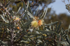 Hakea cinerea