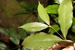 Atherospermataceae