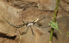 Euprosthenops