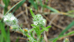 Cryptantha fendleri
