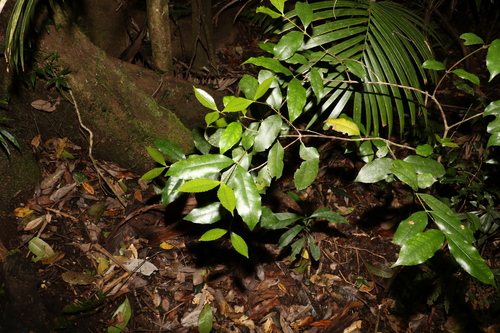 Image of Doryphora sassafras by (c) Greg Tasney, some rights reserved (CC BY-SA)