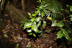 Atherospermataceae