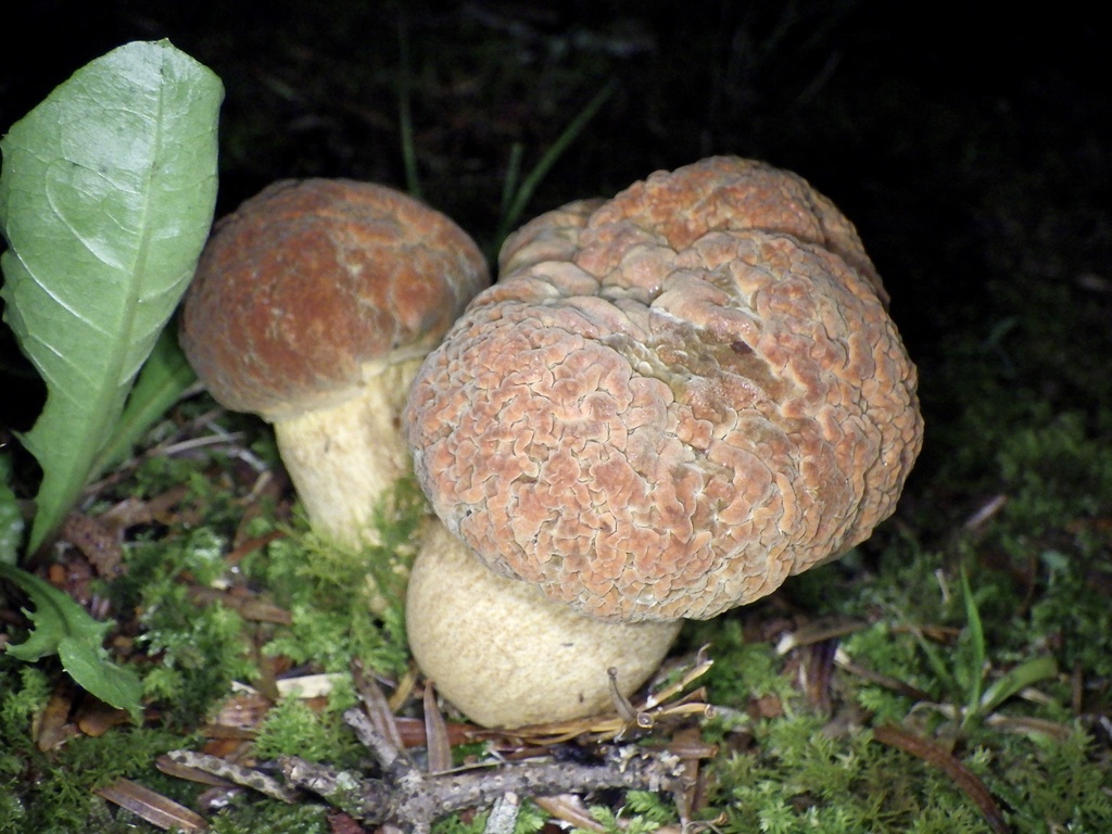 Rugiboletus extremiorientalis · July 2021 · photo: © re_nebel (iNaturalist, cc-by)