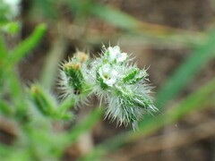Cryptantha fendleri