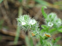 Cryptantha fendleri
