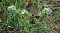 Cryptantha fendleri