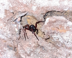Corinnidae