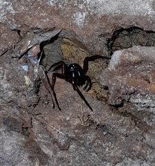 Corinnidae