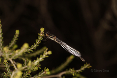 Austrolestes annulosus