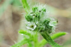Cryptantha fendleri