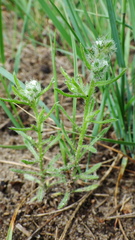 Cryptantha fendleri