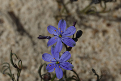 Chamaescilla corymbosa