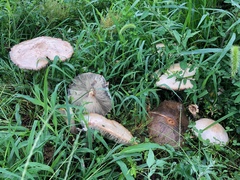 Chlorophyllum molybdites
