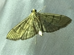 Omiodes tristrialis