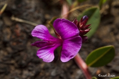 Indigofera dalzellii