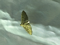 Omiodes tristrialis