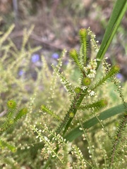 Dielsiodoxa lycopodioides