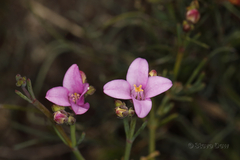 Boronia spathulata