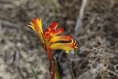 Anigozanthos humilis