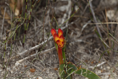Anigozanthos humilis