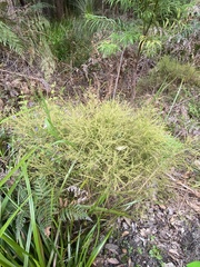 Dielsiodoxa lycopodioides