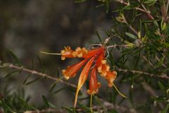 Lambertia inermis