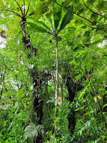 Morinda pacifica observed 2022-10-01