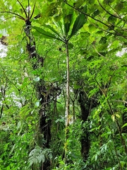 Morinda pacifica