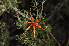 Lambertia inermis