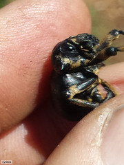 Brachycerus globosus