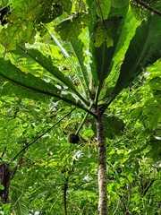 Morinda pacifica