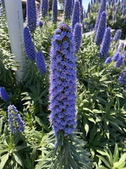 Echium candicans