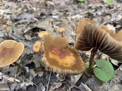 Hypholoma tuberosum