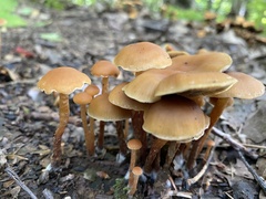 Hypholoma tuberosum