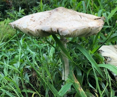 Chlorophyllum molybdites