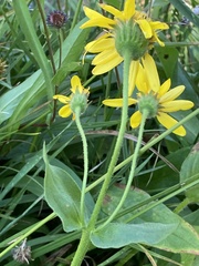 Arnica