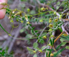 Drosera macrantha