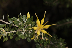 Lambertia inermis