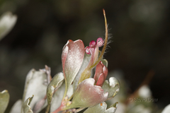 Adenanthos cuneatus