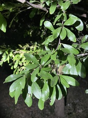 Sideroxylon lanuginosum