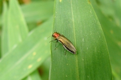 Agrilus smaragdifrons