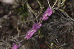 Melaleuca suberosa