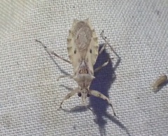 Dulitocoris