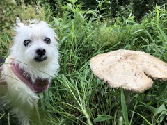 Chlorophyllum molybdites
